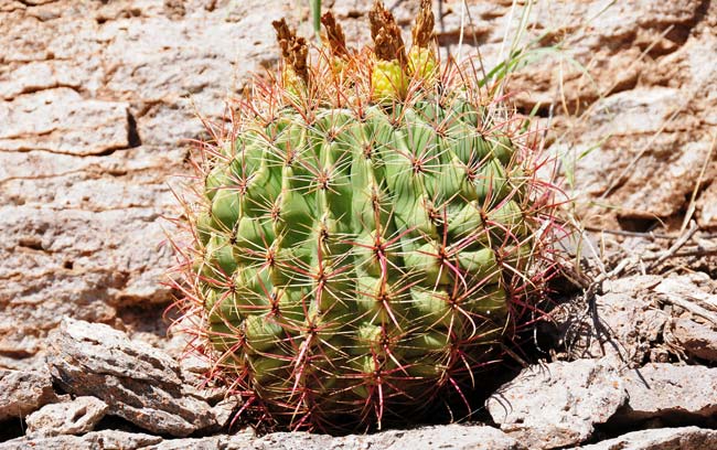 Candy Barrelcactus is one the largest of the Barrel Cactus and may reach heights of 9 or 10 feet! More realistically plants are observed from2 or 3 feet tall to 4 or 5 feet tall. Plants prefer desert scrub, flats, bajadas and rocky areas. Ferocactus wislizeni Candy Barrelcactus is one the largest of the Barrel Cactus and may reach heights of 9 or 10 feet! More realistically plants are observed from2 or 3 feet tall to 4 or 5 feet tall. Plants prefer desert scrub, flats, bajadas and rocky areas. Ferocactus wislizeni